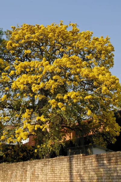 Yellow Lapacho tree — Stock Photo, Image