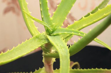 Siyah arkaplan çiçeğinin üzerindeki aloe