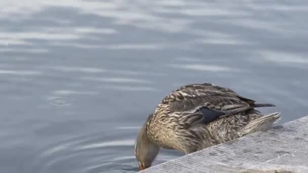 Mother Duck czyści się w basenie refleksji Kapitolu Stanów Zjednoczonych — Wideo stockowe