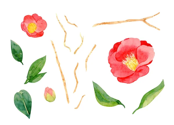 Kırmızı Kamelya Japonica Çiçeği Beyaz Arka Planda Izole Edilmiş Yapraklar — Stok fotoğraf