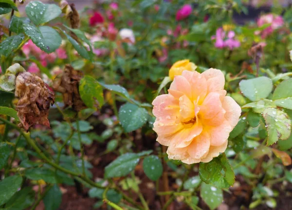 Pomarańczowa Róża Damaszek Kroplami Wody Płatkach Kwiatów — Zdjęcie stockowe