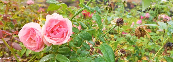 Różowy Damask Róży Kropelkami Wody Płatkach Kwiatów — Zdjęcie stockowe