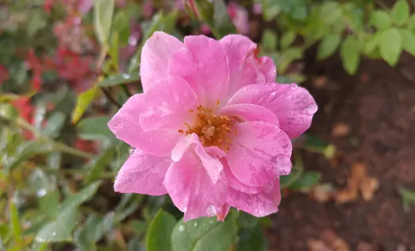 一朵粉红的菊花 花瓣上有水滴 — 图库照片