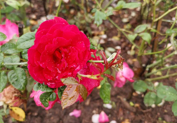 Çiçek Yapraklarında Damlacıkları Olan Kırmızı Bir Damask Gülü — Stok fotoğraf