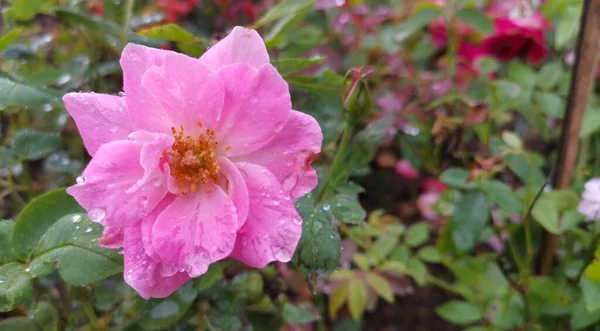 Różowy Damask Róży Kropelkami Wody Płatkach Kwiatów — Zdjęcie stockowe