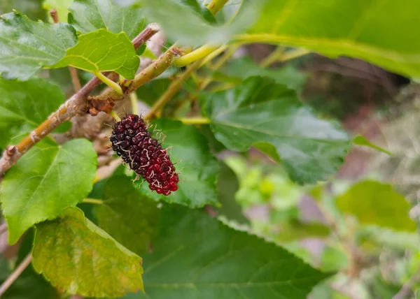 Fresh Mulberry Branch Tree Greenery Garden Background — Stock Photo, Image