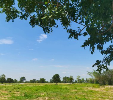 Mavi gökyüzünün altındaki yeşil bir çayırın ortasında bir ağaç. Kırsal manzara.