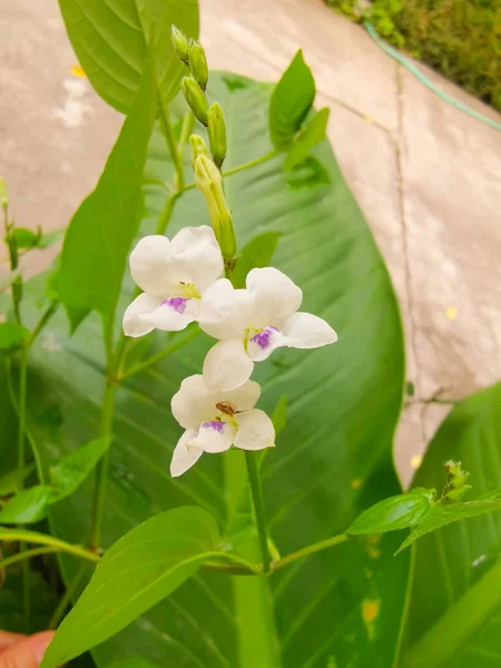 Asystazja Kwiaty Bia Ciop Atek Kwiat Jasnofioletowy Mały Krzew Kwiatowy — Zdjęcie stockowe