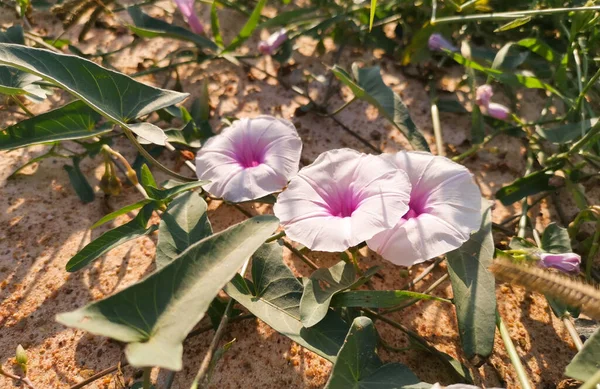 Pink Thai Morning Glory Flowers Creeping Ground Natural Background Photos — Stock Photo, Image