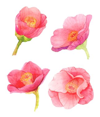 Kırmızı kamelya japonica çiçeği beyaz arka planda izole edilmiş. Japon tsubaki. Aşkın sembolü. Suluboya el resmi çizimi.