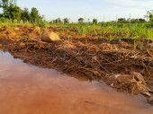 Retence vody na povrchu půdy na zemědělských pozemcích po dešti. Půda je posypána suchou slámou, která čeká na orbu, aby se mohla připravit na výsadbu.