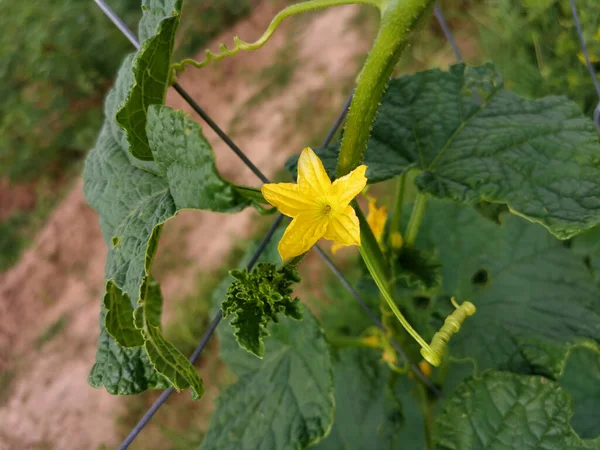 Gelbe Melonenblüten Einem Maschendrahtzaun Gesunder Bio Gemüsegarten — Stockfoto