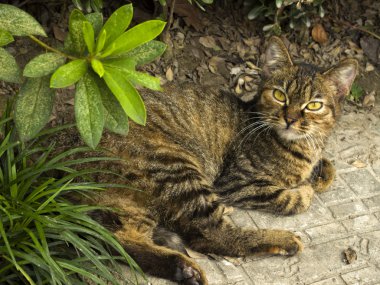 Sokakta yatan kedi
