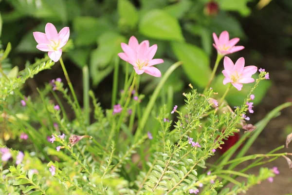 Naturliga Bilder Moss Roses Vietnam — Stockfoto