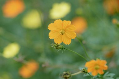 Doğal fotoğraflar: Asteraceae çiçekleri (Viet Nam) 