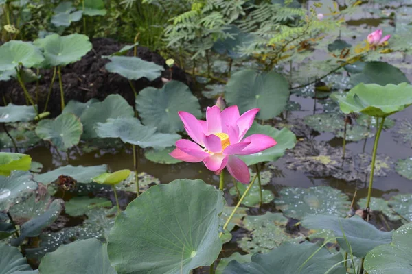 Auteur Pris Une Série Photos Dans Lagune Tam Lotus Chi — Photo