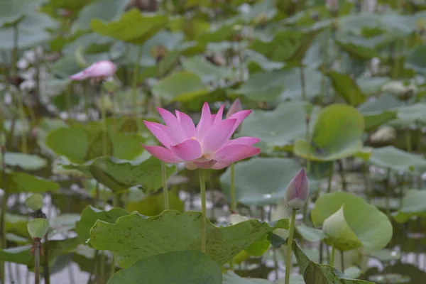 Author Took Set Photos Tam Lotus Lagoon Chi Minh City — Stock Photo, Image