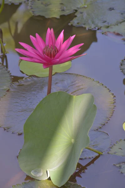 Författaren Tog Uppsättning Bilder Phu Hung Lotus Sjö Chi Minh — Stockfoto