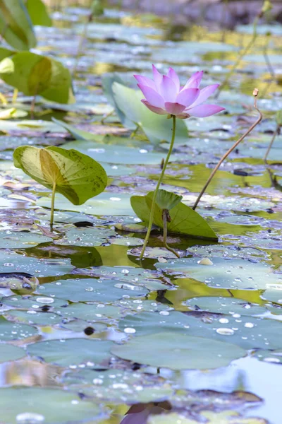 Der Autor Machte Eine Reihe Von Fotos Phu Hung Lotussee — Stockfoto