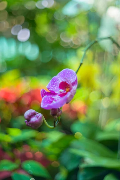 Фотографии Природы Популярно Выращенные Орхидеи Вьетнам — стоковое фото