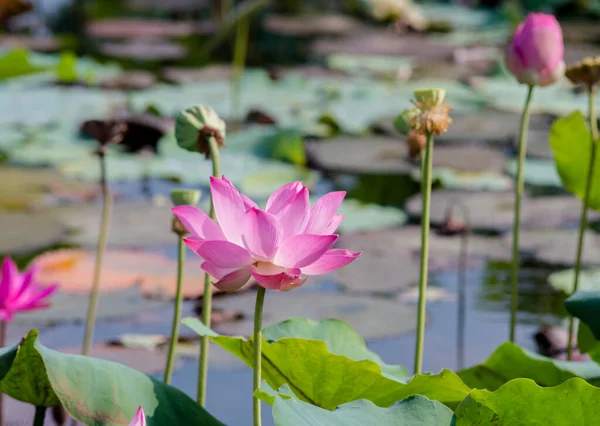 Autor Tirou Conjunto Fotos Lagoa Tam Lotus Cidade Chi Minh — Fotografia de Stock