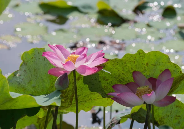 Autor Tirou Conjunto Fotos Lagoa Tam Lotus Cidade Chi Minh — Fotografia de Stock