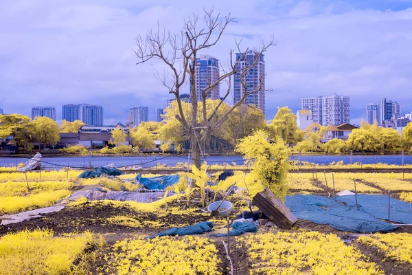 Time: July 9, 2021. Location: Ho Chi Minh City. Content: through infrared light, the author noticed that the scene had an interesting color change.