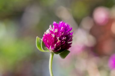 Time: July 24, 2021. Location: Ho Chi Minh City. Macro photo of flowers. The author hopes viewers can see the beauty of flowers.