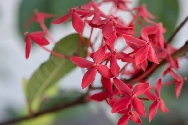 Time July 2021 Location Chi Minh City Macro Photo Flowers — Stok fotoğraf