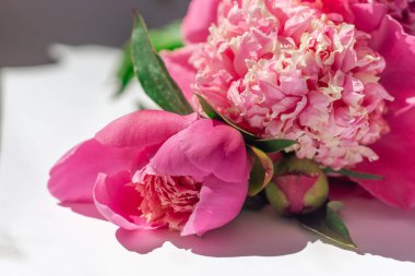 Çiçek kompozisyonu. Yakın plan pembe şakayık demeti beyaz bir yüzeyde yatıyor. Bahar ya da yaz çiçekli arka plan. Çiçekçiler için fotoğraf, tebrik kartları. Anneler günü konsepti. Yumuşak odak.