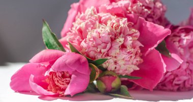 Çiçek kompozisyonu. Yakın plan pembe şakayık demeti beyaz bir yüzeyde yatıyor. Bahar ya da yaz çiçekli arka plan. Çiçekçiler için fotoğraf, tebrik kartları. Anneler günü konsepti. Yumuşak odak.