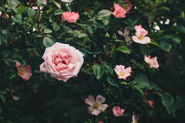 Bahçede fotokopi alanı olan taze pembe güller. Yeşil yapraklar ve çiçeğin doğal klasik arka planı. Çiçekçi için fotoğraf, çiçek teslimatı. Bahçe işleri, tohum ekme kavramı. Kapat..