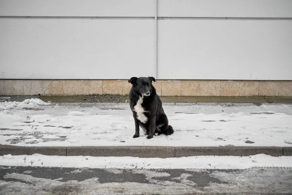 Homeless black dog with a sad expression on his face sitting on snow. A lonely animal freezes in the street in winter. Animal shelter concept. Shallow depth of field