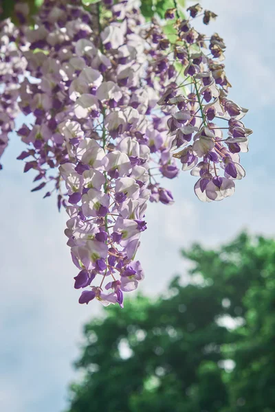 Mor salkımın çiçeklerini mavi gökyüzü arka planına yakın plan. Pastel tonlu dikey fotoğraf. Kartpostallar için fotoğraf. Bahar konsepti, bahçe, bahar..