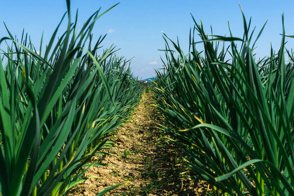 Beaten path in a field with a crop of corn sprouts leading into the distance and clear blue sky. The concept of agriculture, harvest season, seedlings.