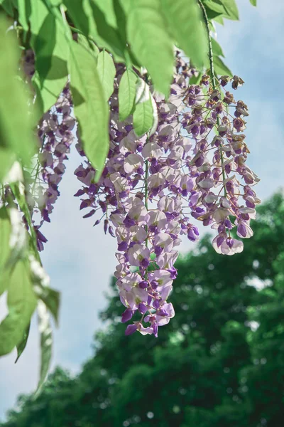 Mor salkımın çiçeklerini mavi gökyüzü arka planına yakın plan. Pastel tonlu dikey fotoğraf. Kartpostallar için fotoğraf. Bahar konsepti, bahçe, bahar..