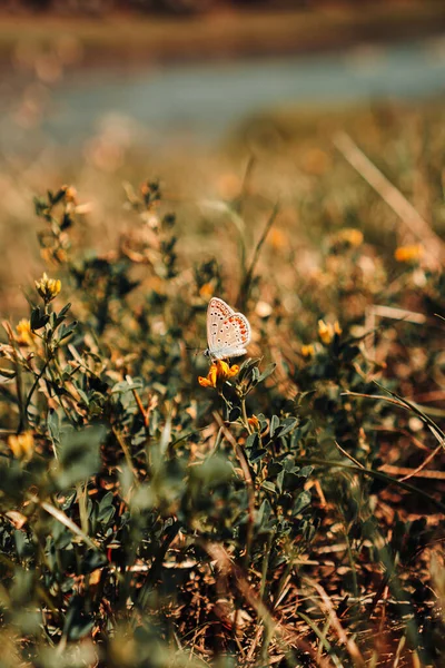 Close-up A small moth sits on a yellow flower surrounded by grass. Authentic summer photo. Wallpaper for the phone and the robotic table. The concept of nature and travel,wild nature. Selective focus.