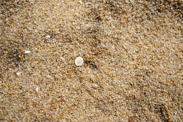 Doku beyaz deniz kabuğu engebeli deniz kumu üzerinde yatar. Üst görünüm, yakın çekim.