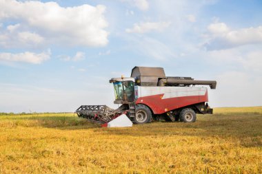 Eski hasatçıların tarladan topladığı hasatları birleştirin.