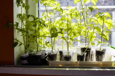 Domates ve biber filizleri güneş ışığında pencere eşiğinde duruyor.