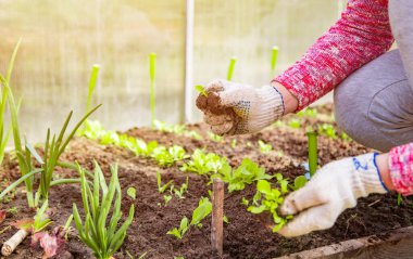 Ev eldivenleri içindeki bir bahçıvanın elleri bir seranın zeminine taze bitki filizleri filizlendirir. Bahar zamanı