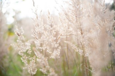 Güneş ışığındaki otlar, rüzgarda hareket eden yumuşak bitkilerin soyut doğal arkaplanı..