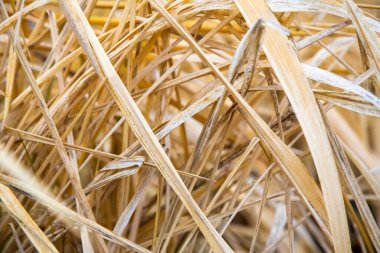 Kuru Çimenlerin Arkaplan Dokusunu Kapat