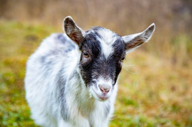 Tatlı keçi yavrusu kameraya bakar. Çiftlikteki beyaz bebek boynuzu.