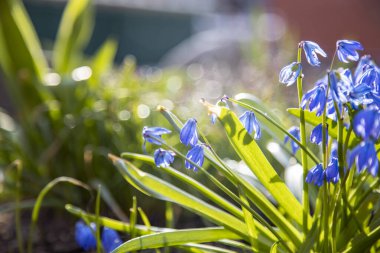 İlk bahar çiçekleri. Mavi kar damlaları. Yakın plan.