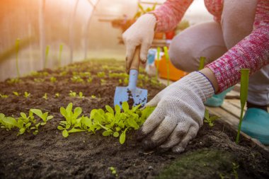 Ev eldivenleri içindeki bir bahçıvanın elleri bir seranın zeminine taze bitki filizleri filizlendirir. Bahar zamanı