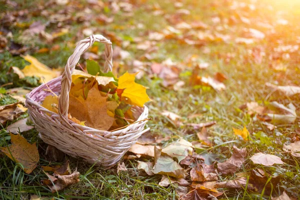 a basket with yellow autumn maple leaves stands on the angry grass in the sun. copy space, close up