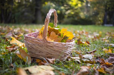 Sarı sonbahar akçaağaç yapraklı bir sepet güneşin kızgın çimlerinde duruyor. Boşluğu kopyala, kapat