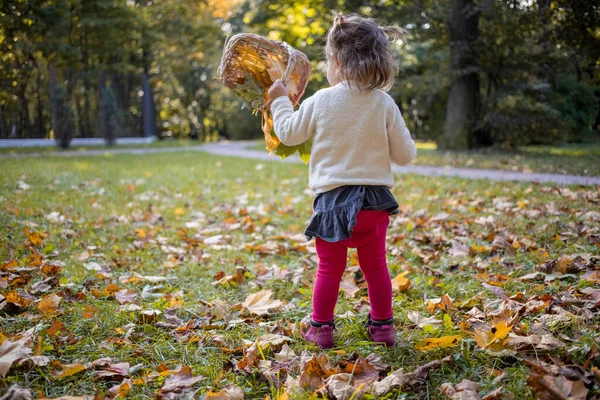 Прелестная Девочка Малыш Играет Желтыми Кленовыми Листьями Осеннем Парке Солнечный — стоковое фото