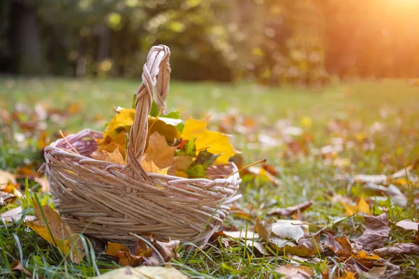 a basket with yellow autumn maple leaves stands on the angry grass in the sun. copy space, close up